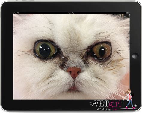 Approach to feline anisocoria Dr. Shelby Reinstein VETgirl Vet Webinar