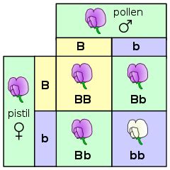 F2 Generation | Definition, Ratio & Punnett Squares - Lesson | Study.com