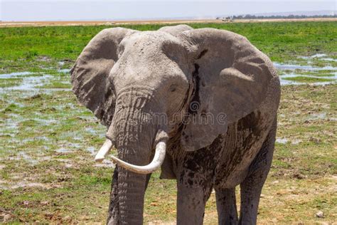 Elephant Heard Spotted in the Wilderness Stock Photo - Image of family ...