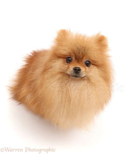 Dog: Orange Pomeranian photo WP45945