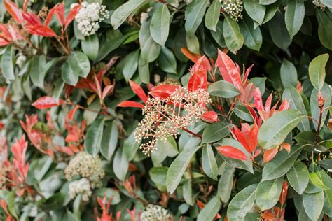 Red Tip Photinia: Plant Care & Growing Guide