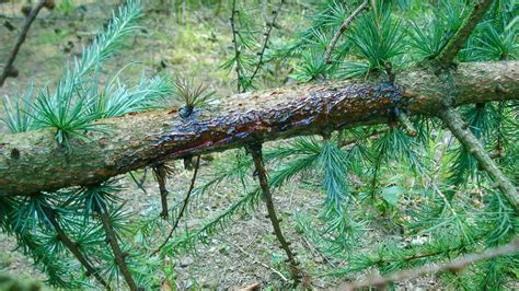 Phytophthora ramorum - Tree Disease - Woodland Trust