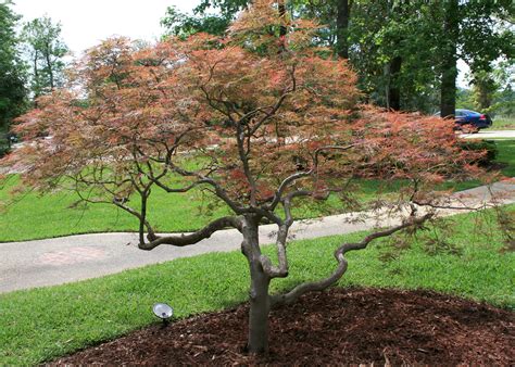 Bald cypress, Japanese maple, magnolias excel in landscapes | Mississippi State University ...