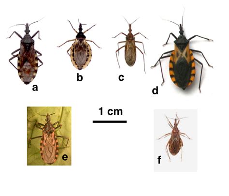 Images of Triatomine individuals belonging to different species. From... | Download Scientific ...