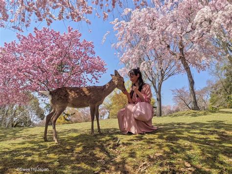 Nara Park (Sakura Season) - SweeTrip Japan