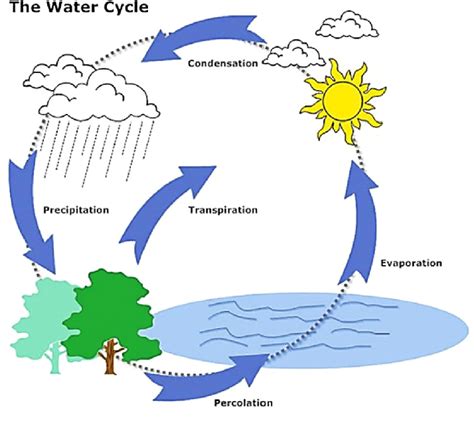 Flowchart Of Water Cycle | My XXX Hot Girl