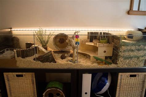 Hamster Cage Ideas for Your Hamster Setup