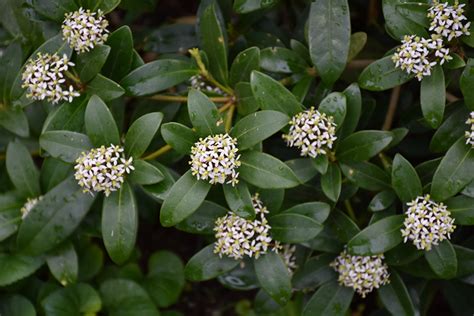 Japanese Skimmia (Skimmia japonica) in Long Island Westbury Nassau ...