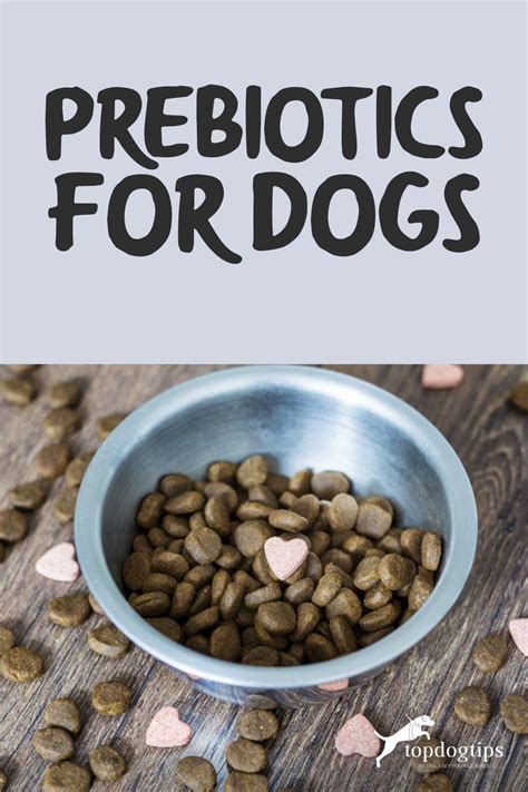 The best prebiotics for dogs 6 things you must know – Artofit