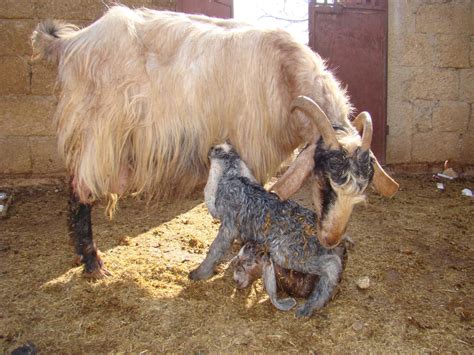 Goat Pregnancy & Birth: All You Need to Know About Goat Kidding