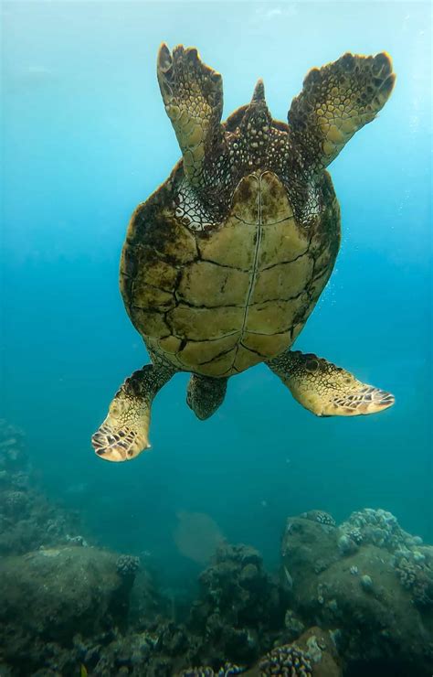 10 Best Waikiki Snorkeling Tours in Honolulu - Uprooted Traveler