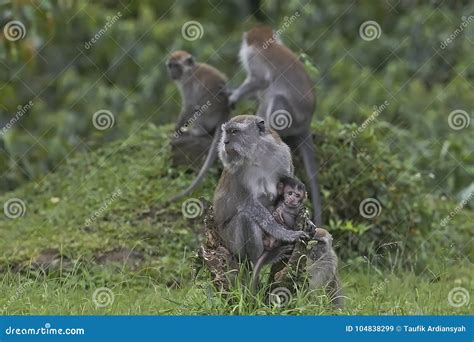 Long-tailed Monkeys and Their Babies Stock Image - Image of smile ...