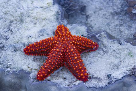 Starfish Free Stock Photo - Public Domain Pictures