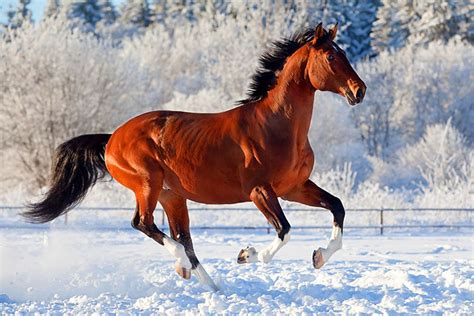 horse galloping | Horses, Horses in snow, Bay horse