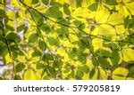 Oak Tree Leaves Free Stock Photo - Public Domain Pictures
