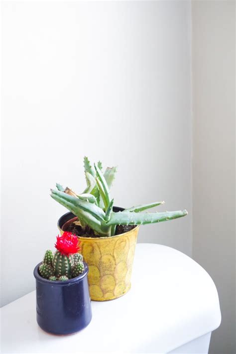 Aloe Vera | Best Plants For Bathrooms | POPSUGAR Home Photo 4