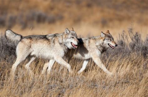 Home - WildEarth Guardians