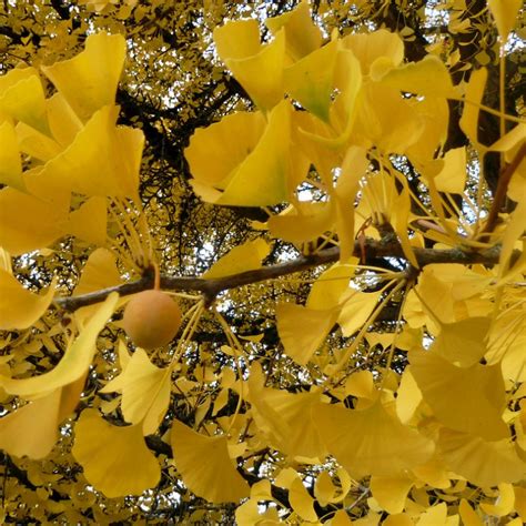 Ginkgo biloba ‘Autumn Gold’ | Plants Direct – Victoria, BC