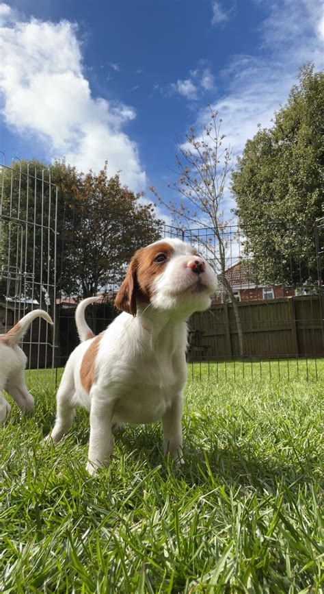 Irish Red and White Setter Puppies - Puppy Choices