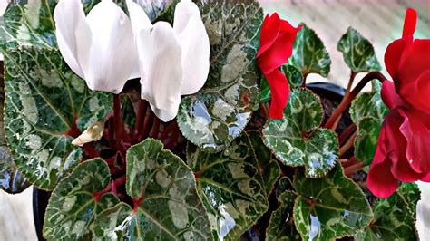 Cyclamen Plant /How To Grow nd Care Tips Cyclamen Plant /Beautiful Winter Flowering Plant ...