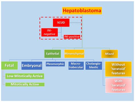 ‘Teratoid’ Hepatoblastoma: An Intriguing Variant of Mixed Epithelial-Mesenchymal Hepatoblastoma