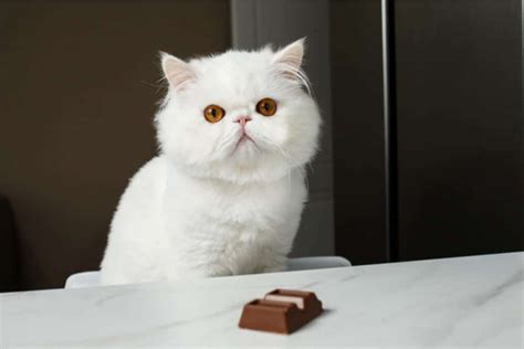 15 Human Foods That Are Poisonous & Toxic To Cats - Cats.com