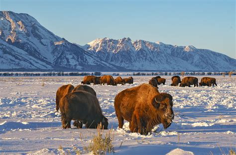 Cold Bison | Grand Teton National Park, Wyoming | Stan Rose Photography