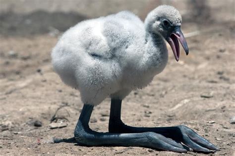 With BIG feet, this baby flamingo sits patiently awaiting it's mother. | Pet birds, Flamingo ...