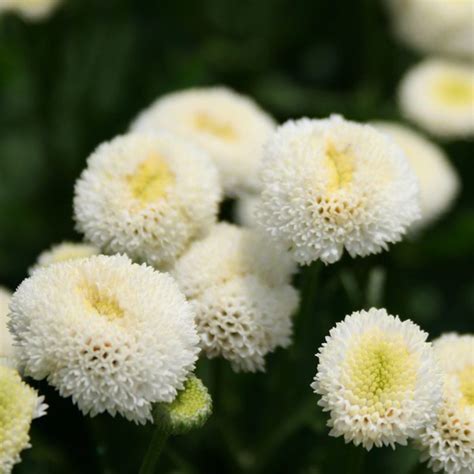 100 SnowBall Daisy Seeds - Welldales