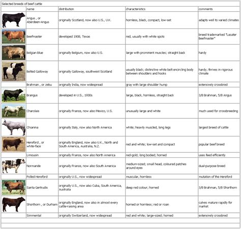 Breeds Of Beef Cattle In The Philippines - Beef Poster