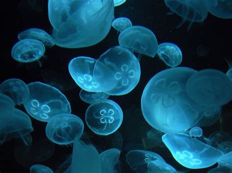 Blue Moon Jellyfish