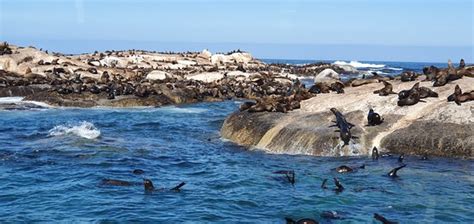 Seal Island (Cape Town) - 2020 All You Need to Know BEFORE You Go (with Photos) - TripAdvisor