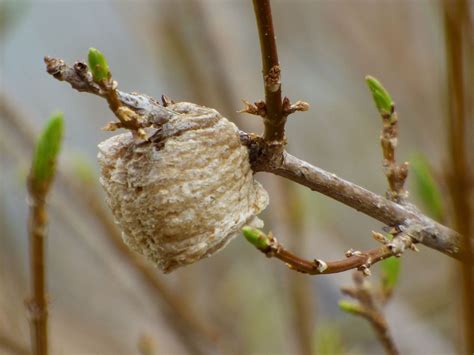 Praying Mantis Eggs: What Do Praying Mantis Egg Sacs Look Like | Gardening Know How