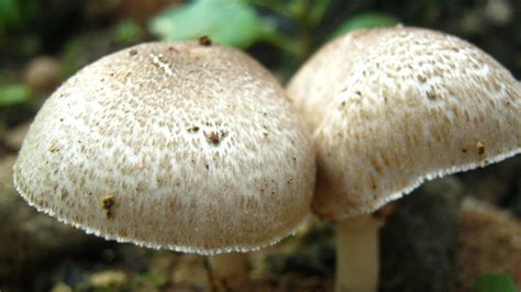 edible shrooms? - Mushroom Hunting and Identification - Shroomery Message Board