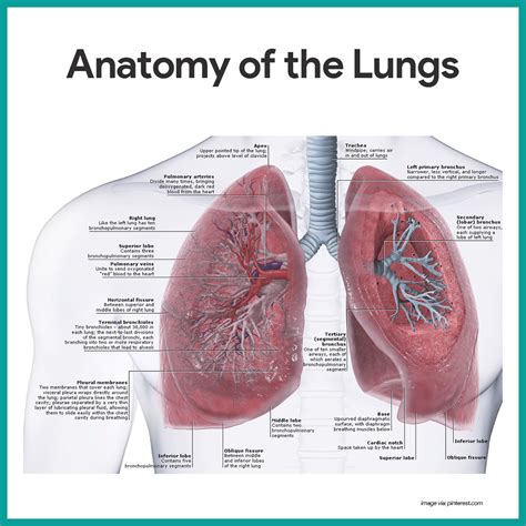 Respiratory System Anatomy and Physiology - Nurseslabs