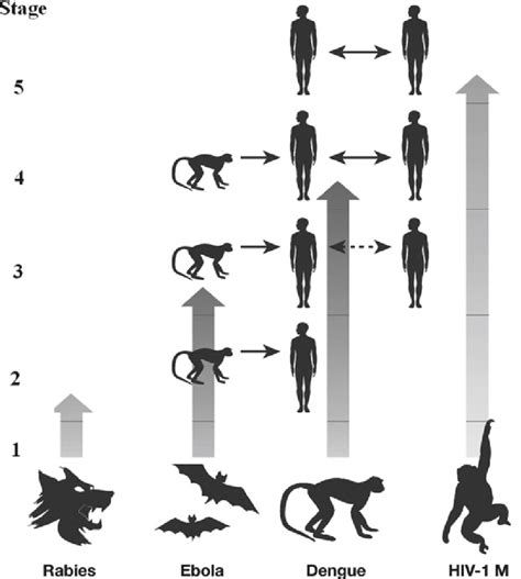 Different stages of pathogen evolution and adaptation to human ...