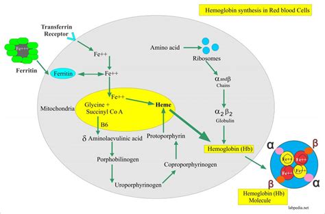 Haemoglobin – Part 1 – Hemoglobin (Hb) – Labpedia.net