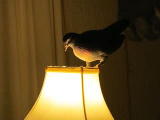 Our Pet Female Pigeon | She keeps laying eggs. She's up to 1… | Flickr