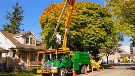 11 Benefits of Tree Removal Services - Atlas Tree Care