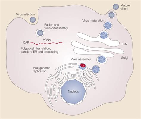 Dengue virus replication | Learn Science at Scitable