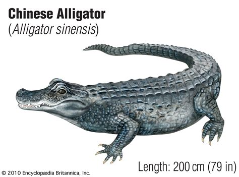 Alligator | Description, Habitat, Size, Diet, & Facts | Britannica