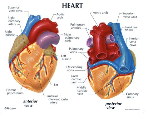 Heart Structure Anatomy