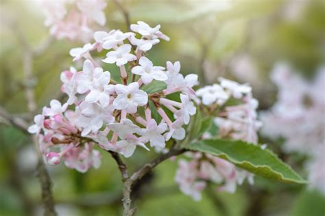 Viburnum Plant Varieties