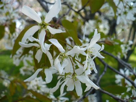 Allegheny Serviceberry - Amelanchier laevis | The Arboretum