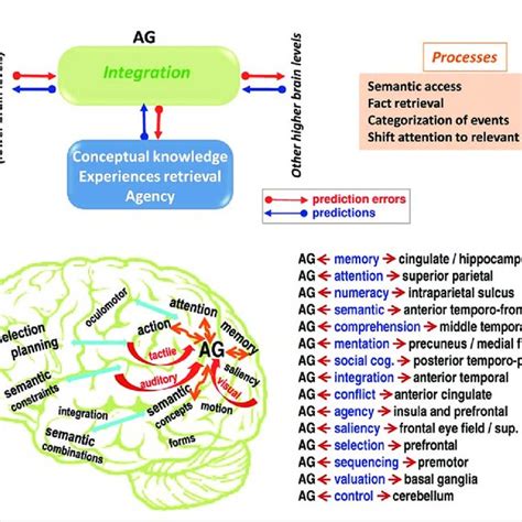 (PDF) The angular gyrus: Multiple functions and multiple subdivisions