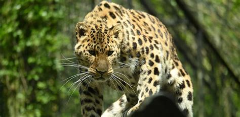 Amur Leopard: Characteristics, Diet, Facts & More [Fact Sheet]