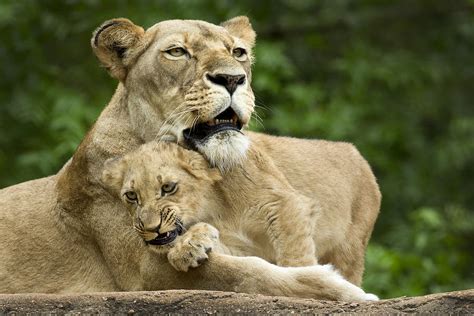 Momma Lion And Cub Cuddling Photograph by Linda D Lester