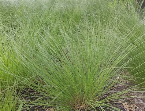 Prairie Dropseed (Sporobolus heterolepis) - MNL: Heal the Earth