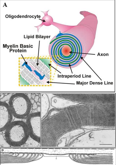 Figure 2 from The Tau of Myelin Basic Protein (MBP): Biophysical Studies of Microtubule Assembly ...