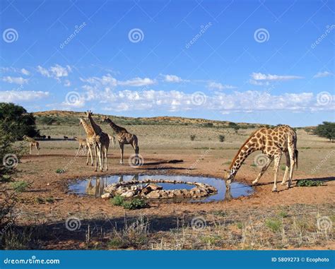 Giraffe drinking stock image. Image of drink, horizontal - 5809273